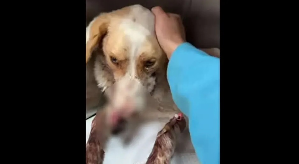 OGLASILO SE MINISTARSTVO O ZLOSTAVLJANJU PSA U PRIJEDORU: „Apelujemo na sve građane da ne okreću glavu od nasilja nad životinjama“