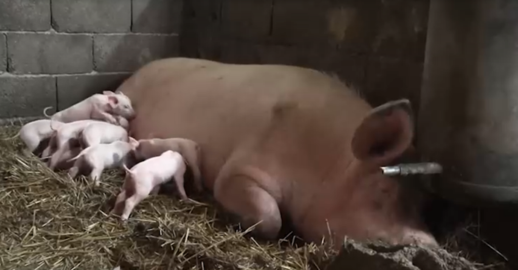 ВЕТЕРИНАР ОСТАО У ЧУДУ: Крмача опрасила 21 прасе