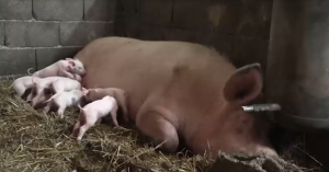 VETERINAR OSTAO U ČUDU: Krmača oprasila 21 prase