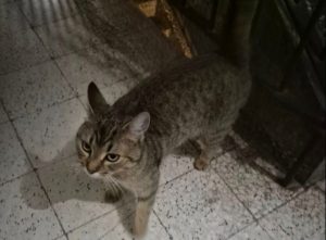 МАЧКА ОСТАЛА ЗАРОБЉЕНА НАКОН АСФАЛТИРЊАНА: Брза акција Цивилне заштите у Сарајеву (ФОТО)