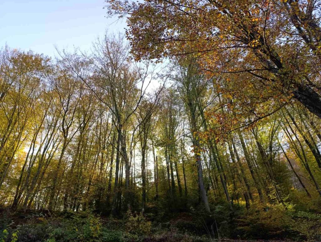 САВРШЕНА ТЕМПЕРАТУРА: Данас прави прољетни дан