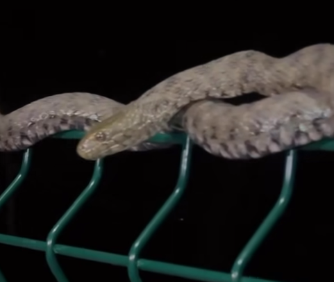 PROLAZNICI U ŠOKU: Ogromna zmija na popularnom šetalištu u Banjaluci (VIDEO)