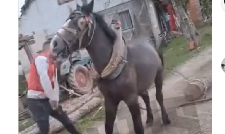 MLADIĆI BRUTALNO TUKU KONJA: Identifikovani zlostavljači iz Prijedora i Novog Grada (UZNEMIRUJUĆI VIDEO)