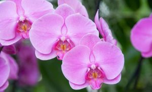 ТРИК ЗА ЊЕГУ ОРХИДЕЈА: Уз овај напитак цвјетаће као никад