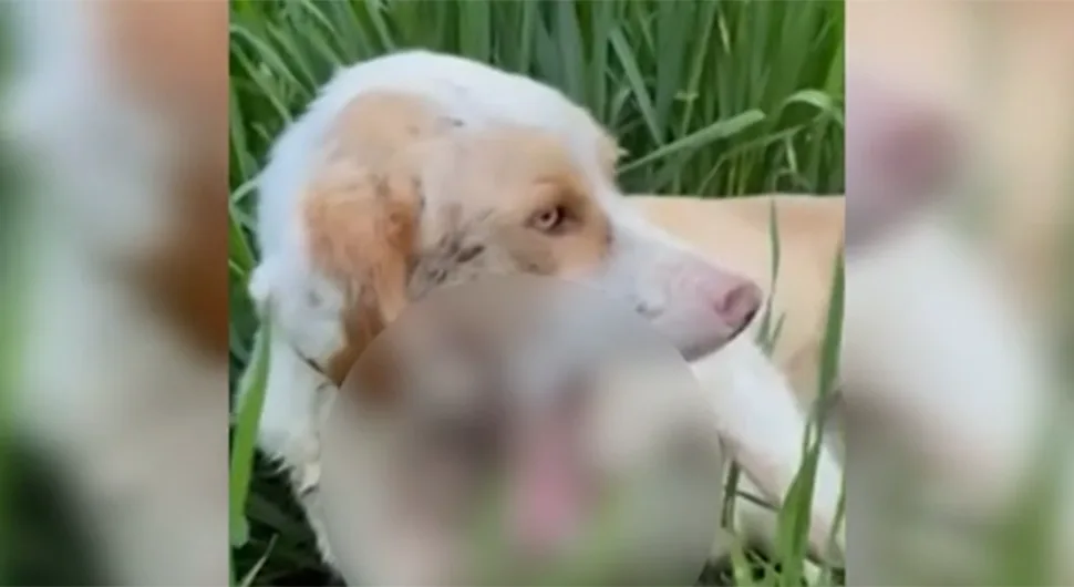 PAS OPERISAN, BORI SE ZA ŽIVOT: Detalji stravičnog slučaja u Prijedoru