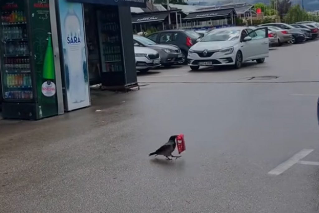 „U SARAJEVU I VRANE KRADU“: Milioni gledaju ovaj snimak (VIDEO)
