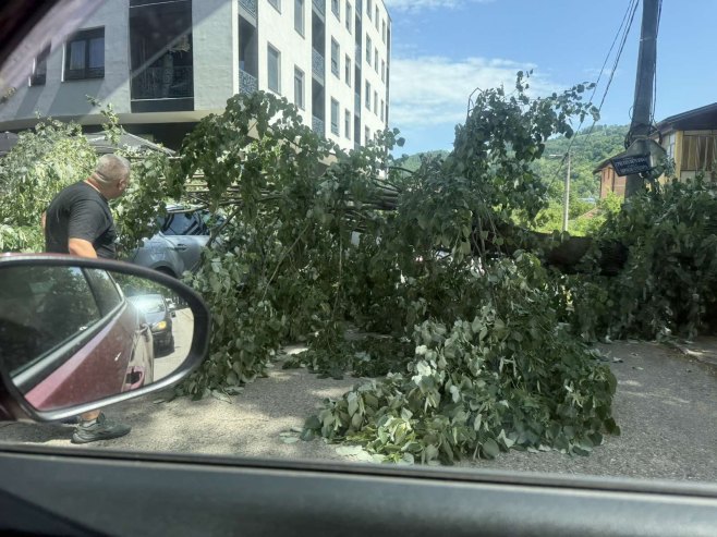 SRUŠILO SE DRVO U BANJALUCI: Najmanje dva automobila oštećena