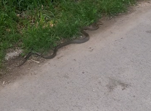 „ŠTO SMO ŠETALI, ŠETALI SMO“: Na sarajevskom izletištu viđena najveća zmija u BiH (VIDEO)