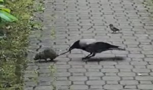 SNIMLJEN PACOV U CENTRU BANJALUKE: Leglo glodara ispod kontejnera (VIDEO)