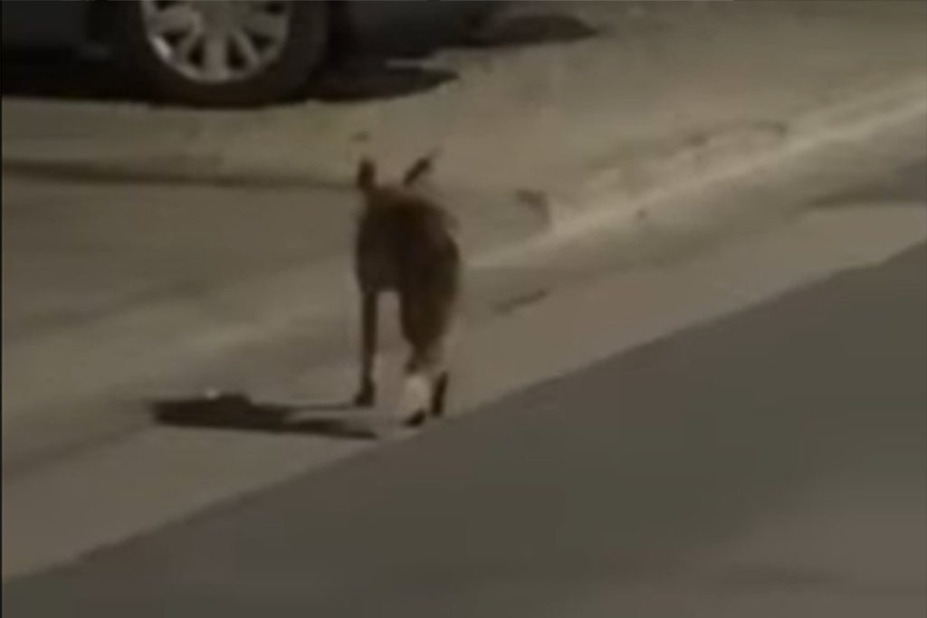 LISICE SNIMLJENE U BANJALUČKOM NASELJU: Divlje životinje se odomaćile u gradu (VIDEO)