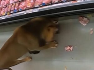 RADNICI PRESTRAVLJENI: Lav ušetao u supermarket (VIDEO)