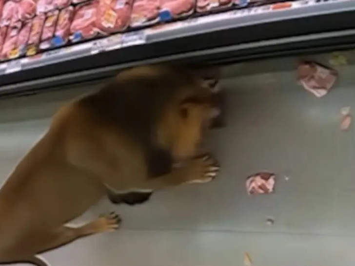 RADNICI PRESTRAVLJENI: Lav ušetao u supermarket (VIDEO)