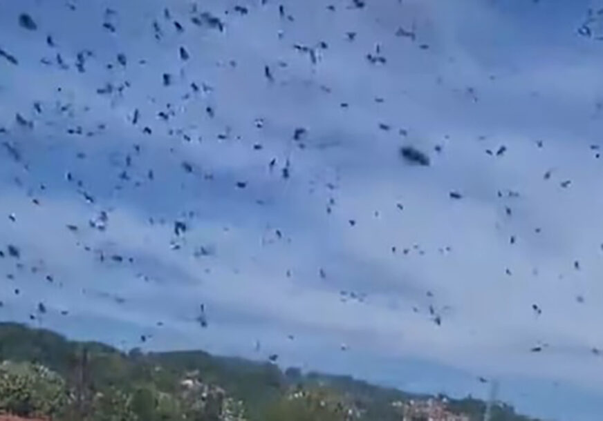 NAJEZDA PČELA U BANJALUCI: Snimljen ogroman roj, zujanje se čuje svuda (VIDEO)