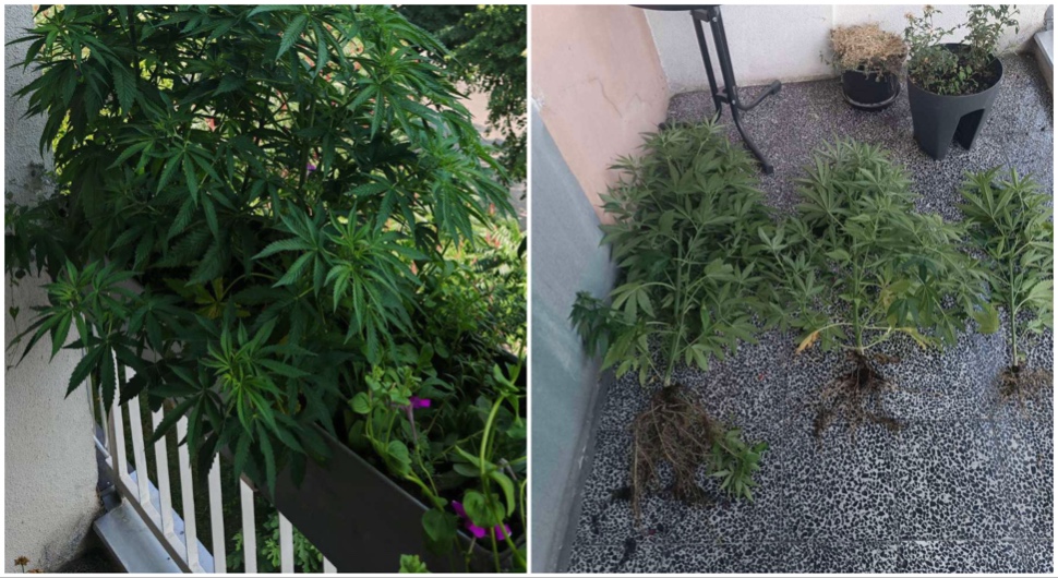 PRONAĐENA KONOPLJA U BORIKU: Banjalučanka na balkonu gajila marihuanu?