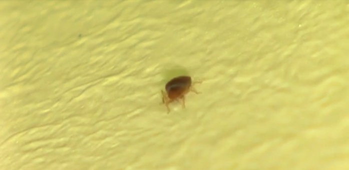 SIMPTOMI UGRIZA OTROVNOG INSEKTA: Posljedice mogu biti paklene