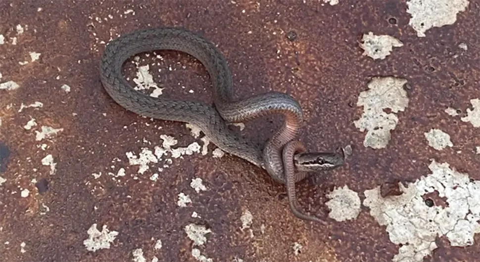 UŽAS U ZAGREBU: Zmija zalutala u luksuzni hotel!