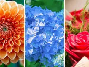 ТЕСТ ЛИЧНОСТИ: Одабери цвијет и види какви људи ти пријају