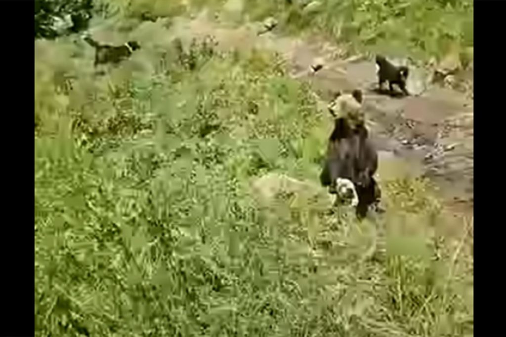 DRAMA NA DURMITORU: Medvjed zgrabio ovcu, pastir i psi je spasili (VIDEO)