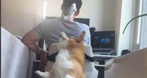 ВИРАЛАН СНИМАК СВЕ НАСМИЈАО: Пас власника погодио рибом (ВИДЕО)