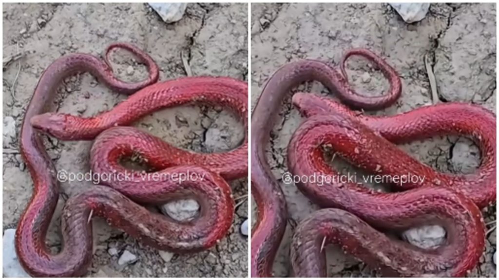 MJEŠTANI ZATEČENI: Kopali temelj za kuću, pa našli crvenu zmiju (VIDEO)