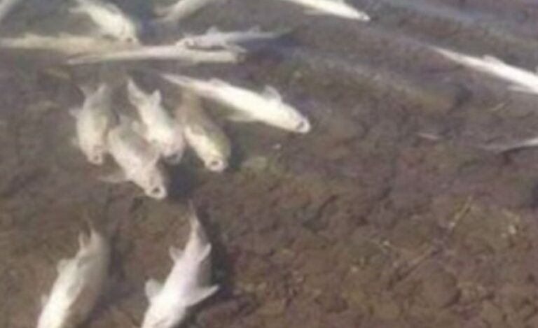 POMOR RIBE U RIJECI BOSNI KOD ZENICE: Uzorak vode u laboratoriji