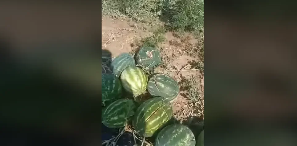 NEVRIJEME DONIJELO OGROMNE ŠTETE U POSAVINI: Plastenici probijeni, lubenice razbijene, led satrao usjeve (VIDEO)