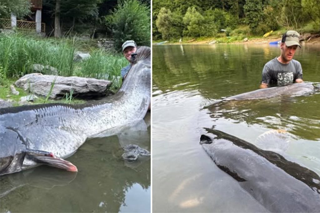 RIBOLOVAC OBORIO REKORD: Ulovio soma dugačkog 268 centimetara, sa džinovskom ribom se borio skoro sat vremena (FOTO)