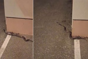 ДРАМА У ЗАГРЕБУ: Пролазник налетио на краљевског питона у шетњи