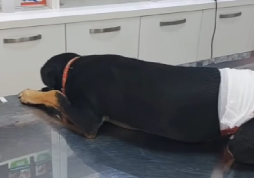 POTRAGA ZA NASILNIKOM: Oglasila se policija nakon ranjavanja psa u dvorištu porodične kuće