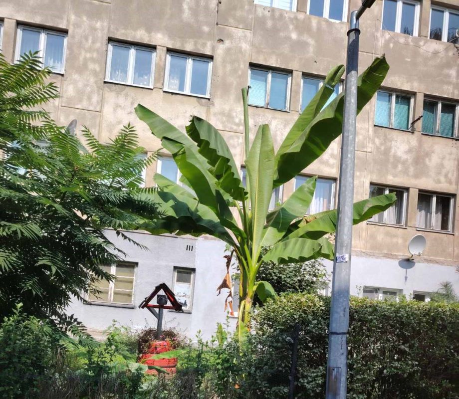 NESVAKIDAŠNJI PRIZOR U DOBOJU: Stanari zasadili banane u dvorištu zgrade
