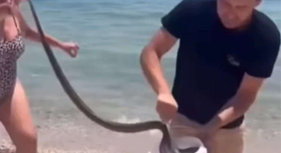 NESVAKIDAŠNJI PRIZOR NA PLAŽI: Turisti uhvatili zmiju, dugu skoro metar, golim rukama