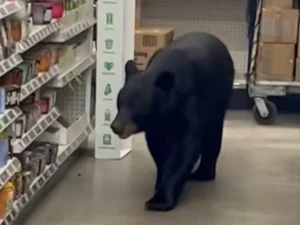 MEDVJED UŠETAO U MARKET: Šokantan susret kupaca sa zvjeri, žena najgore prošla (FOTO/VIDEO)