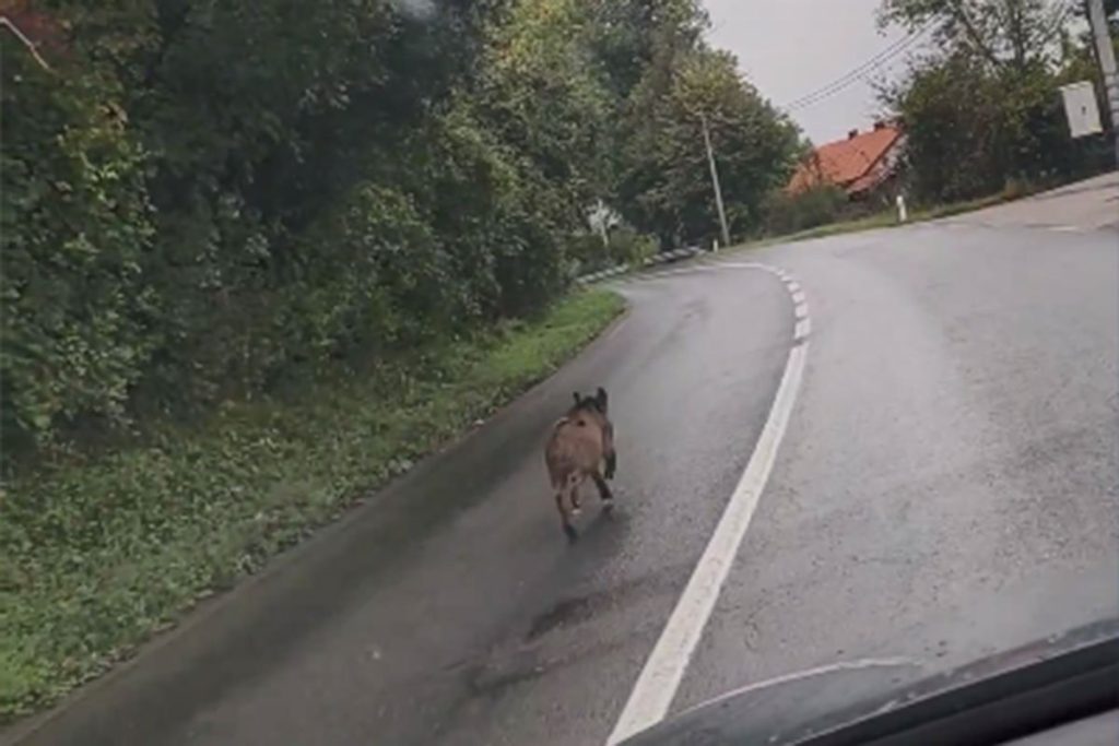 NESVAKIDAŠNJI PRIZOR U KOTOR VAROŠI: Divlja svinja na magistralnom putu (VIDEO)