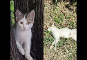 OTROVANI MAČIĆI U BANJALUCI? Uginule životinje nisu imale povrede, građani uznemireni (FOTO)