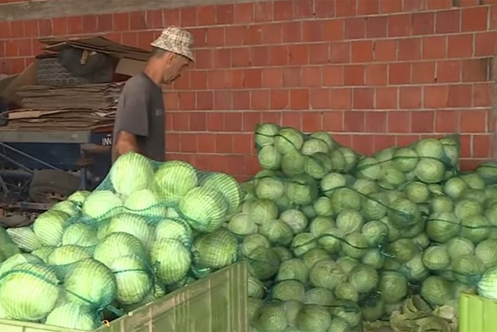 SEMBERSKI KUPUS IDE U EU: Stranci prepoznali kvalitet naših proizvoda, poručeno 100 šlepera