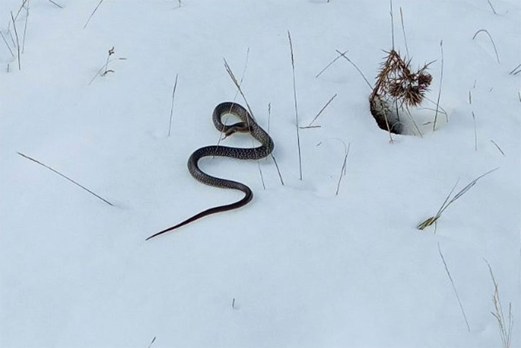 NEZAPAMĆENA POJAVA: U snijegu pronađena zmija (FOTO)
