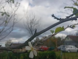 PROCVJETALE ŠLJIVE U OKTOBRU: Neobična pojava kod Prijedora (FOTO)