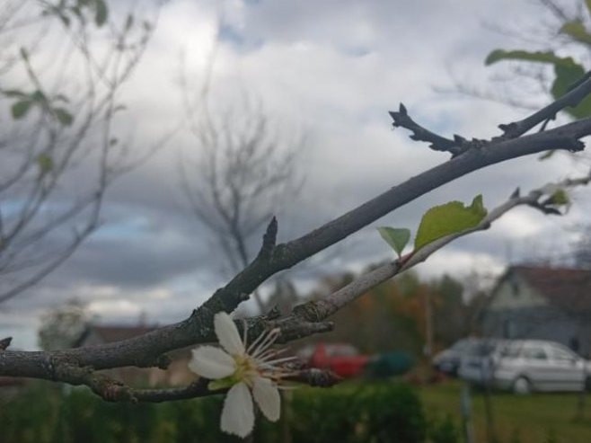 PROCVJETALE ŠLJIVE U OKTOBRU: Neobična pojava kod Prijedora (FOTO)