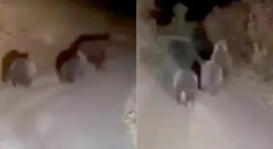 НЕЗВАНИ ГОСТИ: Мечка и два мечета изненадили возаче у БиХ (ВИДЕО)