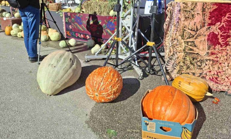 NAGRADA VRIJEDNOM FOČAKU: Milanko uzgojio tikvu tešku skoro 60 kilograma (FOTO)