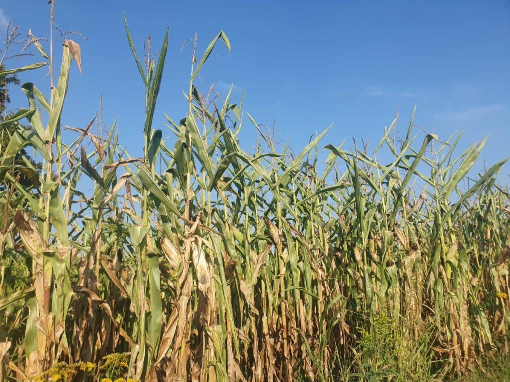 SUŠA JOŠ LJETOS OBRALA KUKURUZ: Ratari razočarani prinosima