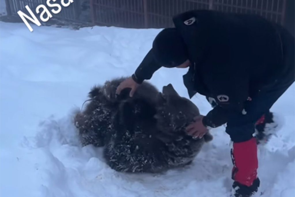 DIRLJIV SNIMAK NA DRUŠTVENIM MREŽAMA: Snijeg na Ozrenu razveselio medvjedicu Ljubicu, Maša ipak više voli da se izležava (VIDEO)