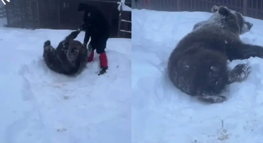 ATRAKCIJA KOD DOBOJA: Medvjedica Ljubica uživa u snijegu (VIDEO)
