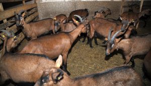 PORODICA UZGAJA ALPSKE KOZE NA ZLATIBORU: Rakovićima porodični biznis donosi lijepe prihode