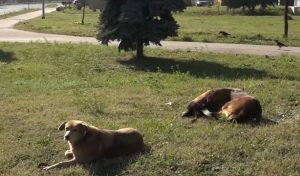 PSI LUTALICE NAPADAJU LJUDE PO ZENICI: „Čula sam kad mi je sin zaplakao“ (VIDEO)
