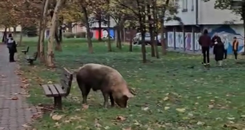 NEOBIČAN PRIZOR U BANJALUCI: Prase pobjeglo vlasniku i šetalo između zgrada (VIDEO)