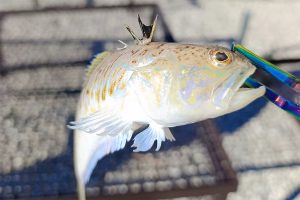 ЈЕДНА ОД НАЈОТРОВНИЈИХ РИБА ПРОНАЂЕНА У БиХ: Ако нагазите на њу, не пише вам се добро (ФОТО/ВИДЕО)