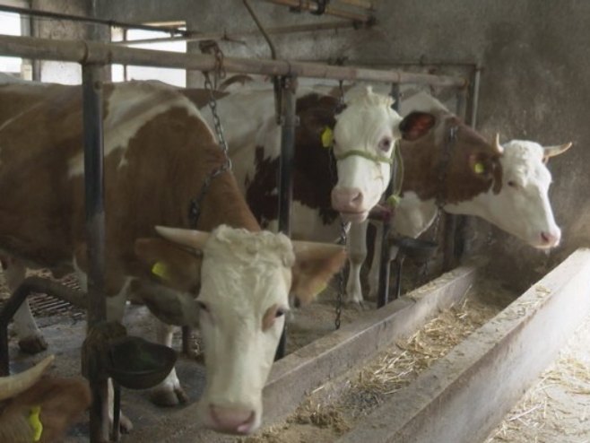„OVAKO SE VIŠE NE MOŽE“: Mladi farmer iz Laktaša morao prodati krave da bi preživio