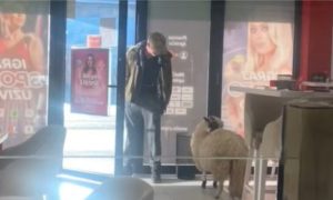 OVCA UŠLA U KAFIĆ: Neobičan prizor na Laušu (VIDEO)