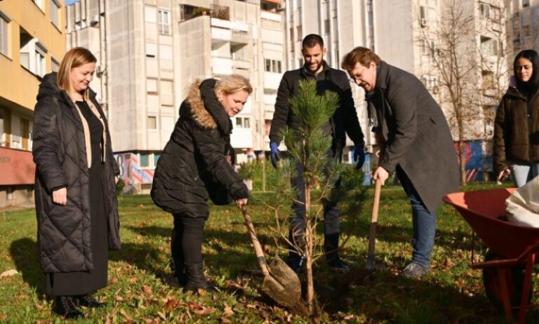 U BORIKU ZASAĐENO 100 BOROVA: Nastavlja se uređenje zelenih površina u Banjaluci (FOTO)